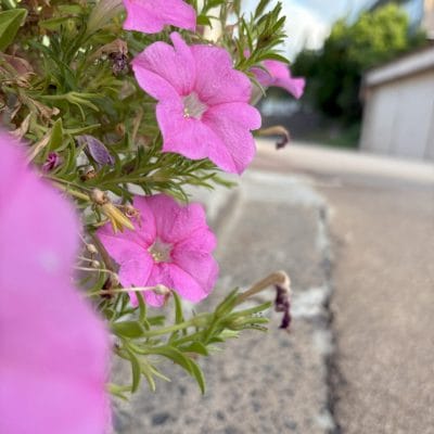 iPhone 16/16 Plus カメラ
iPhone 16で撮影した風景写真