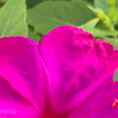 iPhone 16/16 Plus カメラ
iPhone 16でマクロ撮影した写真