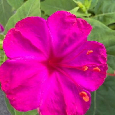 iPhone 16/16 Plus カメラ
iPhone 16でマクロ撮影した写真
