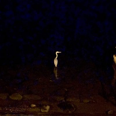 iPhone 16/16 Plus カメラ
iPhone 16の通常モードで撮影した夜景写真