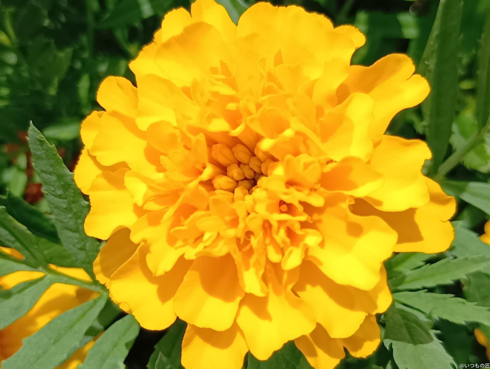 aquos wish4 カメラで撮影したマクロ写真 | ガジェットレビューの匠 AQUOS wish4 レビュー AQUOS wish4 カメラで撮影したマクロ写真