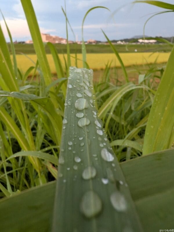 google pixel 9pro foldでマクロ撮影した写真 | ガジェットレビューの匠 iPad mini 第7世代 カメラ Google Pixel 9Pro Foldでマクロ撮影した写真
