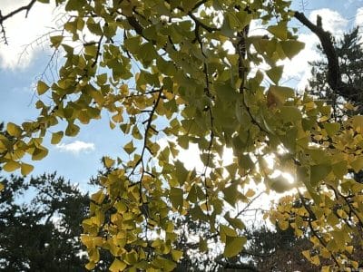 ipad mini 第7世代 で撮影した風景写真 | ガジェットレビューの匠 iPad mini 第7世代 カメラ iPad mini 第7世代 で撮影した風景写真