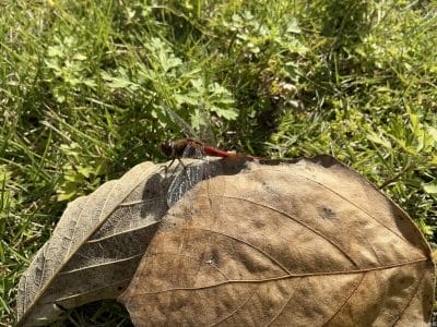 ipad mini 第7世代 で撮影した風景写真 | ガジェットレビューの匠 iPad mini 第7世代 カメラ iPad mini 第7世代 で撮影した風景写真