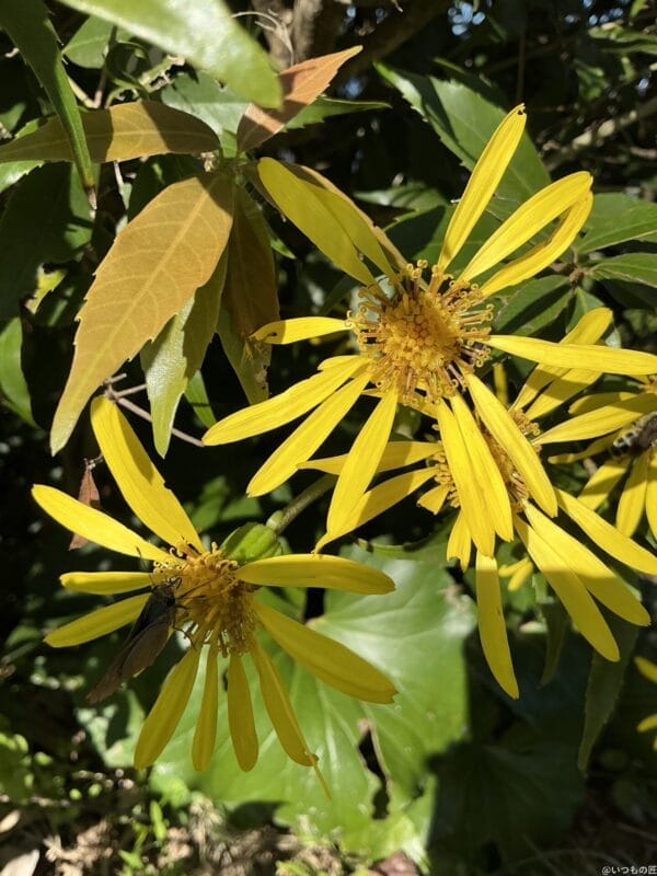 ipad mini 第7世代 でマクロ撮影した写真 | ガジェットレビューの匠 iPad mini 第7世代 カメラ iPad mini 第7世代 でマクロ撮影した写真