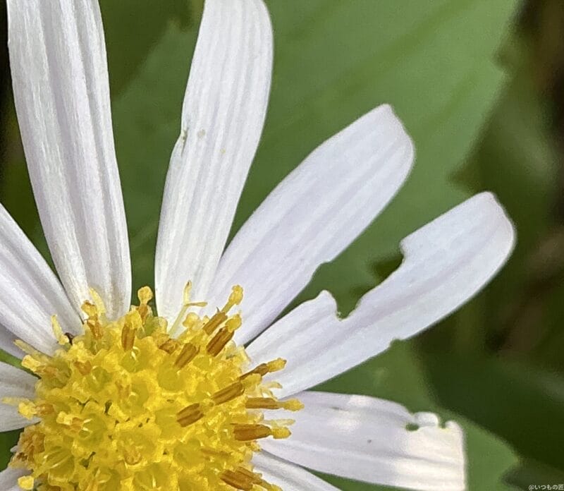 ipad mini 第7世代 でマクロ撮影した写真 | ガジェットレビューの匠 iPad mini 第7世代 カメラ iPad mini 第7世代 でマクロ撮影した写真