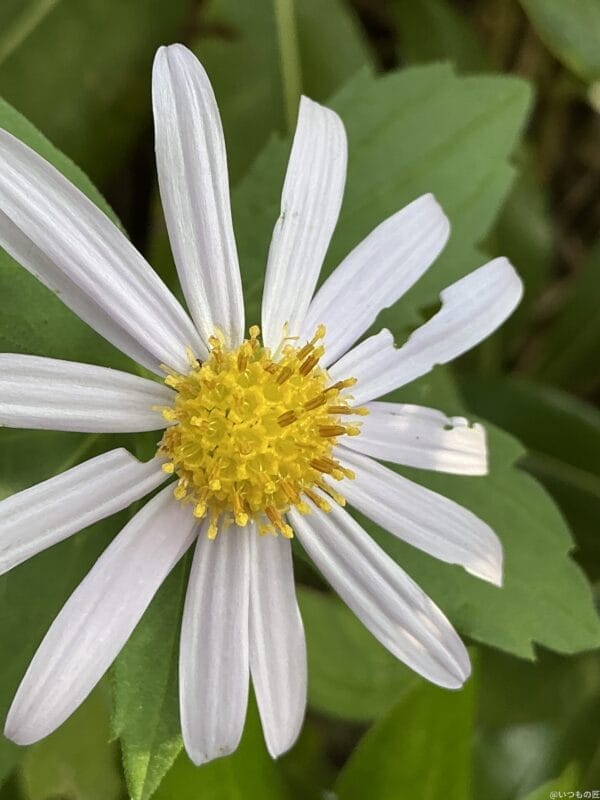 ipad mini 第7世代 でマクロ撮影した写真 | ガジェットレビューの匠 iPad mini 第7世代 カメラ iPad mini 第7世代 でマクロ撮影した写真