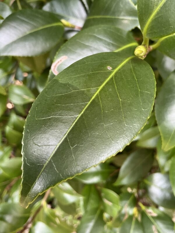 ipad mini 第7世代 でマクロ撮影した写真 | ガジェットレビューの匠 iPad mini 第7世代 カメラ iPad mini 第7世代 でマクロ撮影した写真