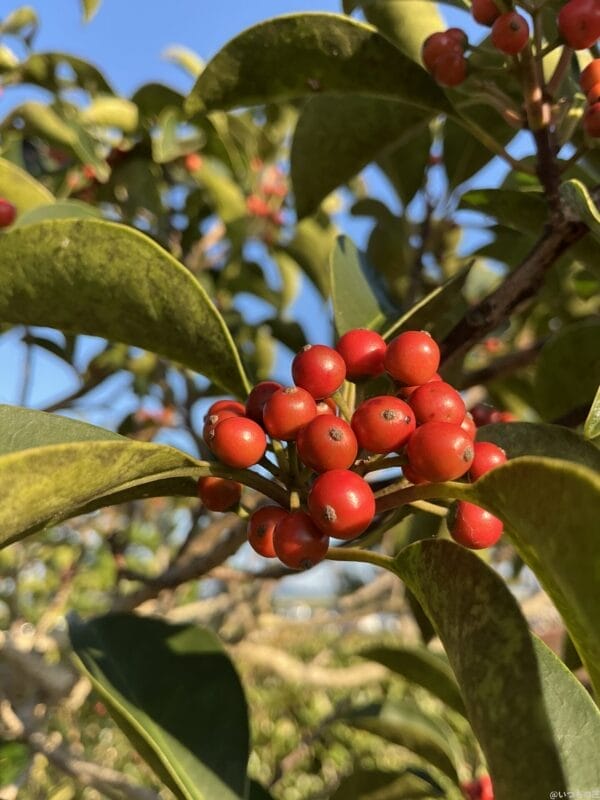 ipad mini 第7世代 でマクロ撮影した写真 | ガジェットレビューの匠 iPad mini 第7世代 カメラ iPad mini 第7世代 でマクロ撮影した写真