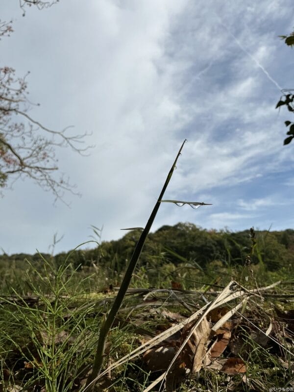 ipad mini 第7世代 でマクロ撮影した写真 | ガジェットレビューの匠 iPad mini 第7世代 カメラ iPad mini 第7世代 でマクロ撮影した写真