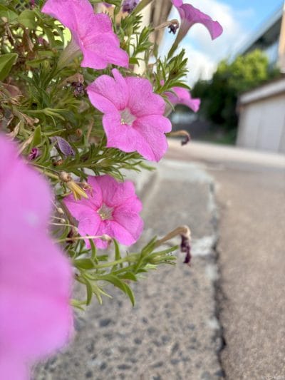 iphone 16で撮影した風景写真 | ガジェットレビューの匠 iPad mini 第7世代 カメラ iPhone 16で撮影した風景写真