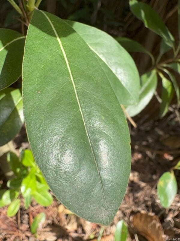 iphone 16 でマクロ撮影した写真 | ガジェットレビューの匠 iPad mini 第7世代 カメラ iPhone 16 でマクロ撮影した写真