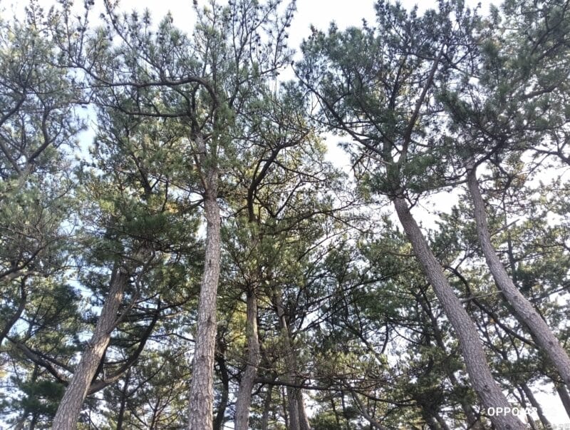 oppo a3 5g カメラで撮影した風景写真 | ガジェットレビューの匠 OPPO A3 5G カメラ OPPO A3 5G カメラで撮影した風景写真