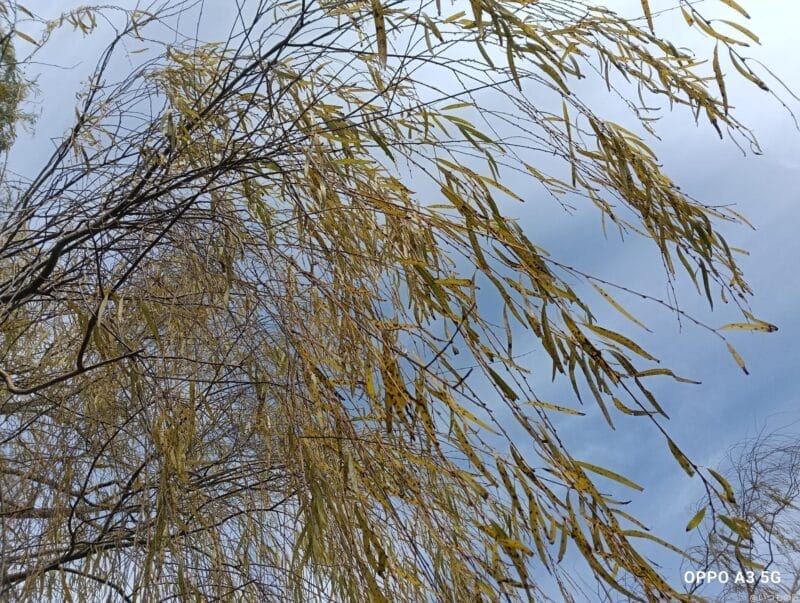 oppo a3 5g カメラで撮影した風景写真 | ガジェットレビューの匠 OPPO A3 5G カメラOPPO A3 5G カメラで撮影した風景写真