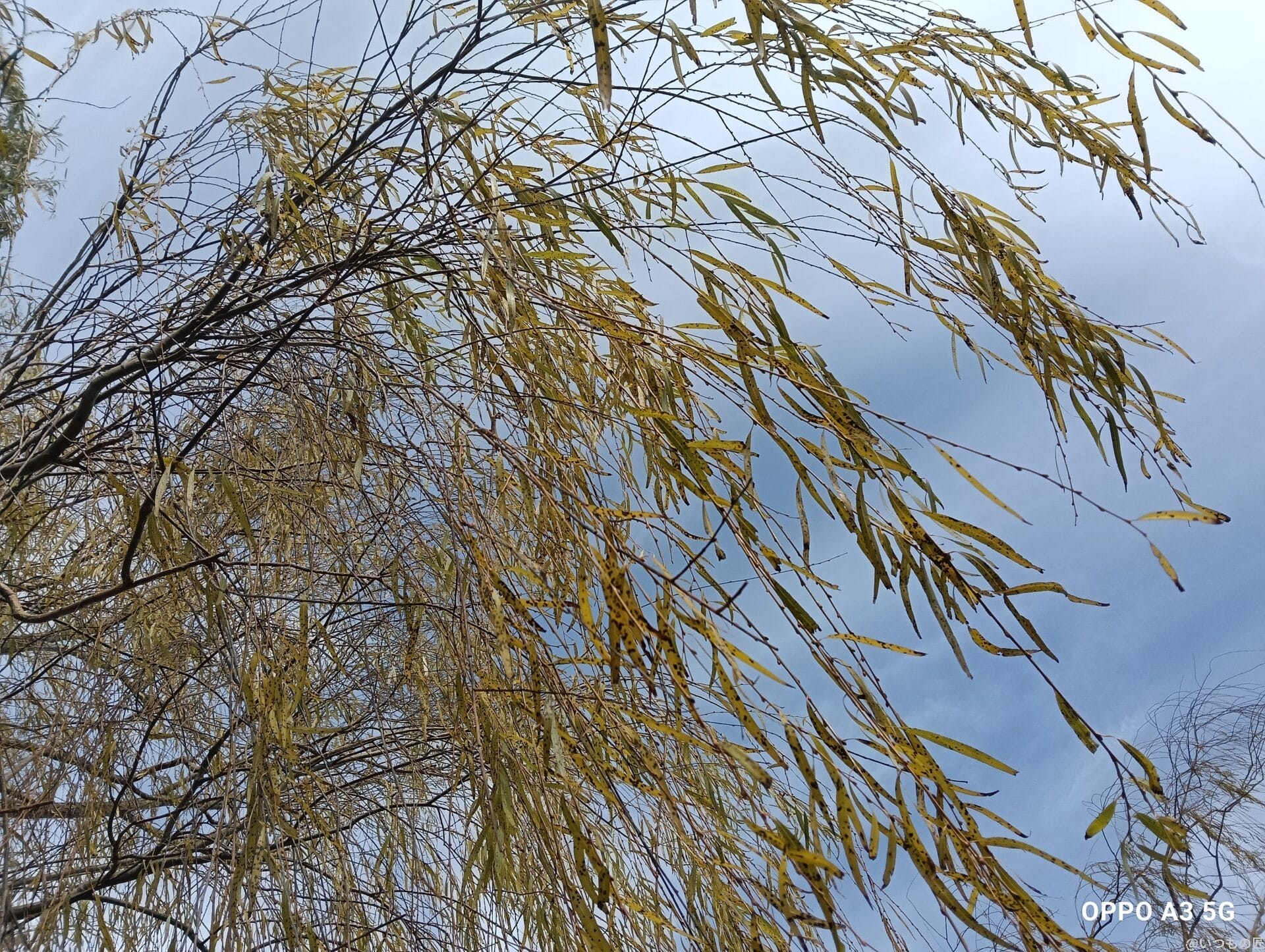 oppo a3 5g カメラで撮影した風景写真 | ガジェットレビューの匠 OPPO A3 5G カメラOPPO A3 5G カメラで撮影した風景写真