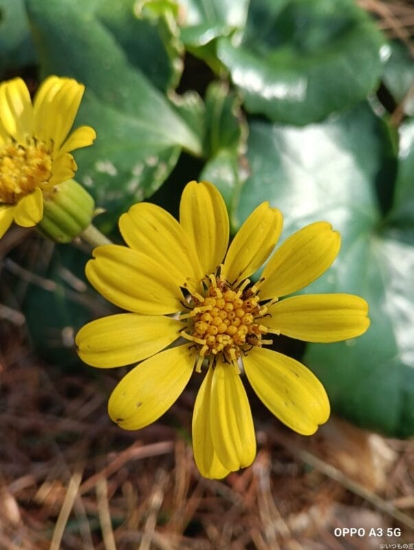oppo a3 5g カメラでマクロ撮影した写真 | ガジェットレビューの匠 OPPO A3 5G カメラ OPPO A3 5G カメラでマクロ撮影した写真
