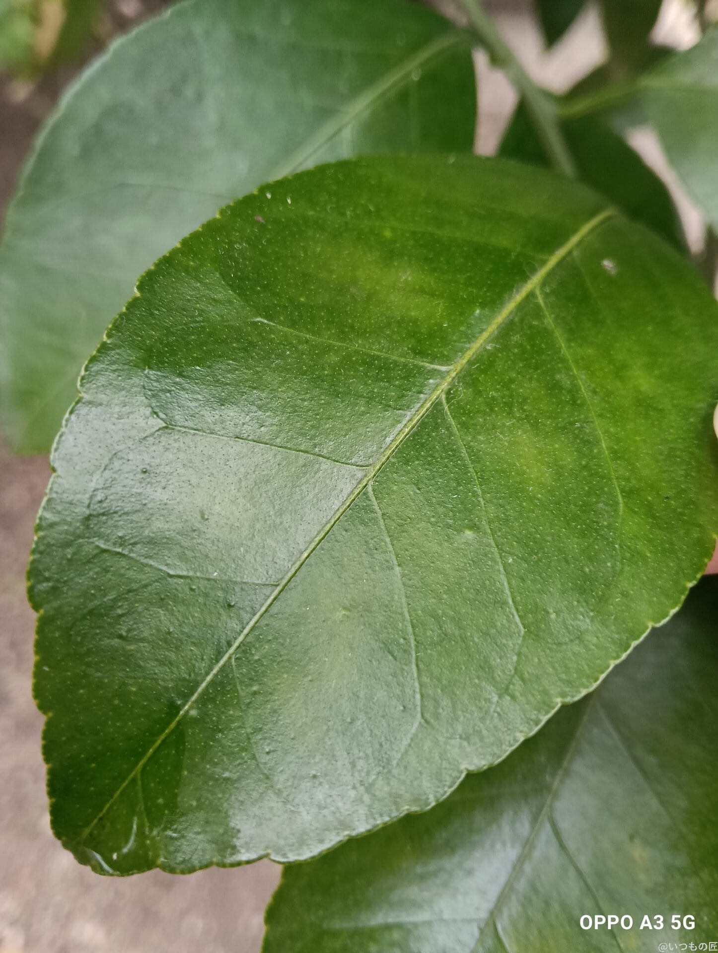 oppo a3 5g カメラでマクロ撮影した写真 | ガジェットレビューの匠 OPPO A3 5G カメラ OPPO A3 5G カメラでマクロ撮影した写真