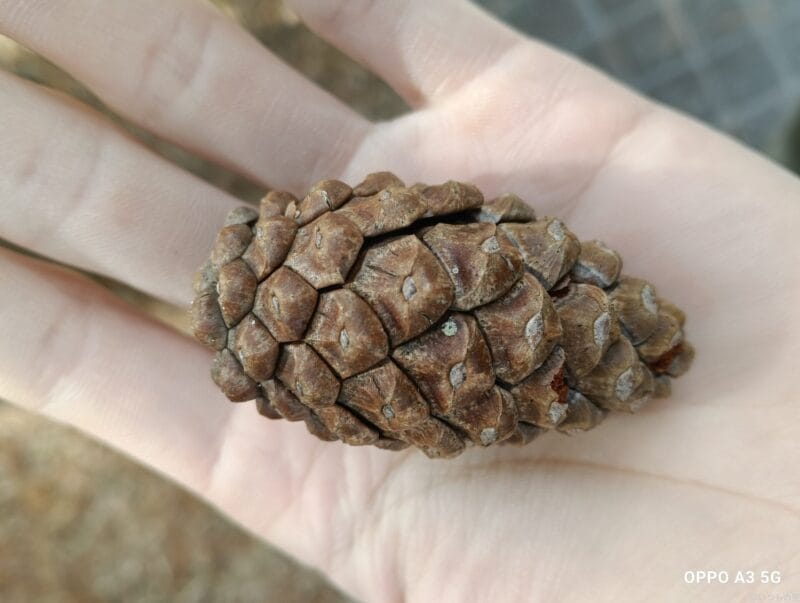 oppo a3 5g カメラでマクロ撮影した写真 | ガジェットレビューの匠 OPPO A3 5G カメラ OPPO A3 5G カメラでマクロ撮影した写真