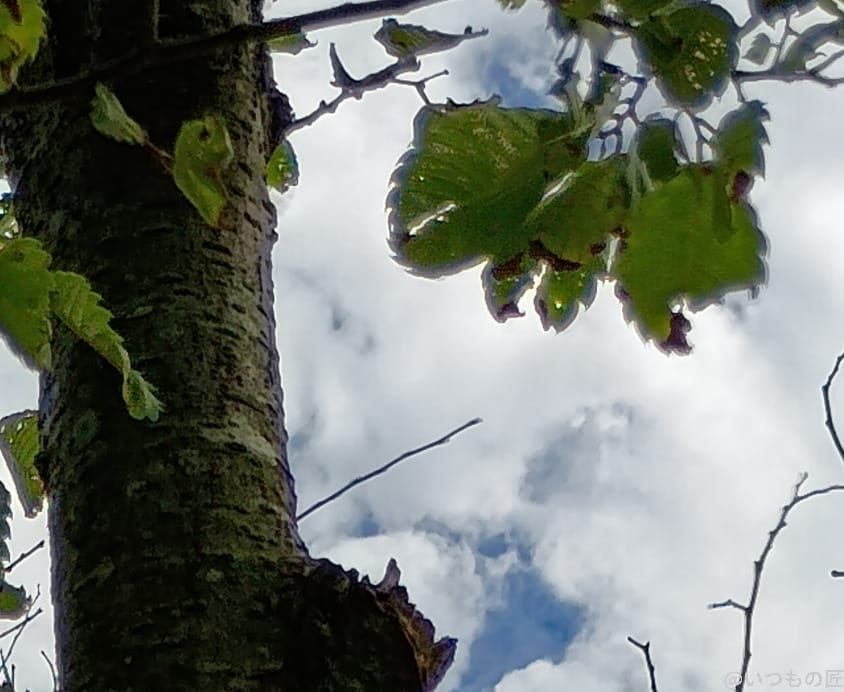 moto g64 5g カメラで撮影した風景写真 | ガジェットレビューの匠 moto g64 5G カメラ moto g64 5G カメラで撮影した風景写真