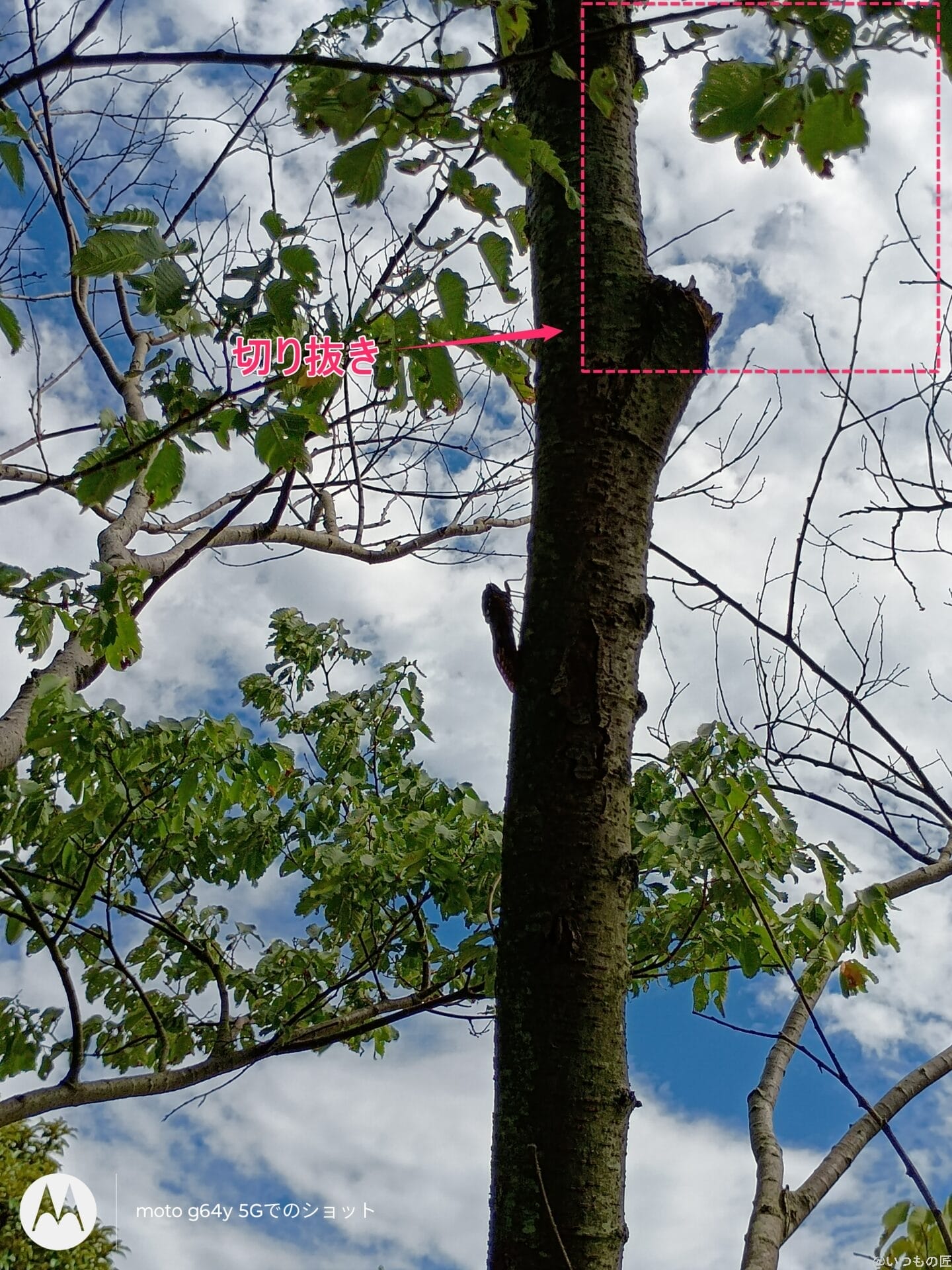 moto g64 5g カメラで撮影した風景写真 | ガジェットレビューの匠 moto g64 5G カメラ moto g64 5G カメラで撮影した風景写真