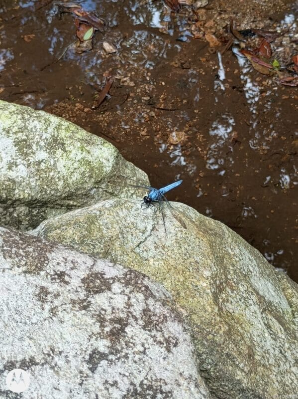 moto g64 5g カメラで撮影した風景写真 | ガジェットレビューの匠 moto g64 5G カメラ moto g64 5G カメラで撮影した風景写真