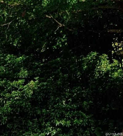 moto g64 5g カメラで撮影した風景写真 | ガジェットレビューの匠 moto g64 5G カメラ moto g64 5G カメラで撮影した風景写真