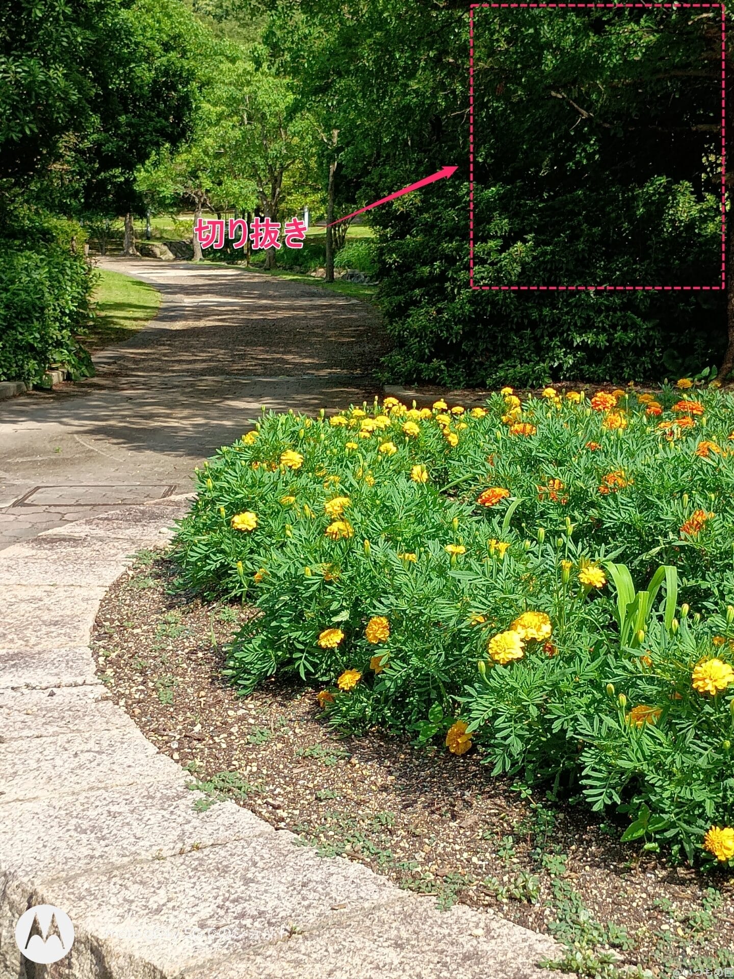 moto g64 5g カメラで撮影した風景写真 | ガジェットレビューの匠 moto g64 5G カメラ moto g64 5G カメラで撮影した風景写真