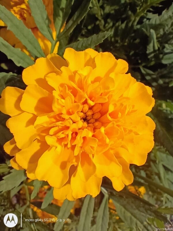 moto g64 5g カメラでマクロ撮影した写真 | ガジェットレビューの匠 moto g64 5G カメラ moto g64 5G カメラでマクロ撮影した写真