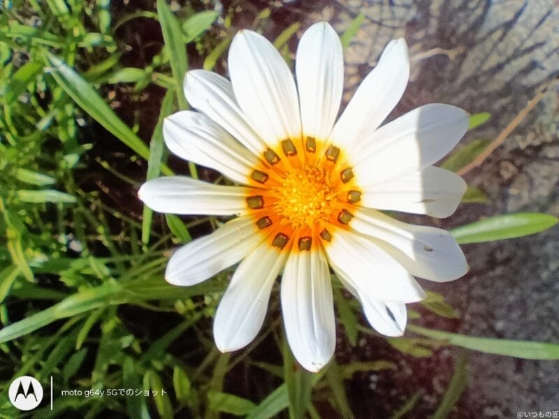 moto g64 5g カメラでマクロ撮影した写真 | ガジェットレビューの匠 moto g64 5G カメラ moto g64 5G カメラでマクロ撮影した写真