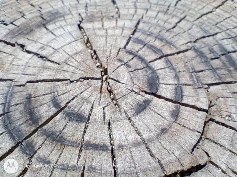 moto g64 5g カメラでマクロ撮影した写真 | ガジェットレビューの匠 moto g64 5G カメラ
moto g64 5G カメラでマクロ撮影した写真