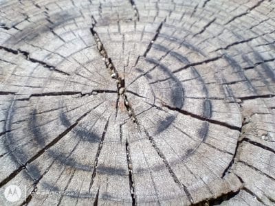 moto g64 5g カメラでマクロ撮影した写真 | ガジェットレビューの匠 moto g64 5G カメラ
moto g64 5G カメラでマクロ撮影した写真