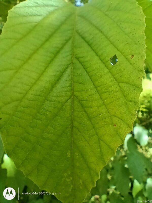 moto g64 5g カメラでマクロ撮影した写真 | ガジェットレビューの匠 moto g64 5G カメラ moto g64 5G カメラでマクロ撮影した写真