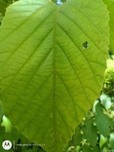 moto g64 5g カメラでマクロ撮影した写真 | ガジェットレビューの匠 moto g64 5G カメラ moto g64 5G カメラでマクロ撮影した写真