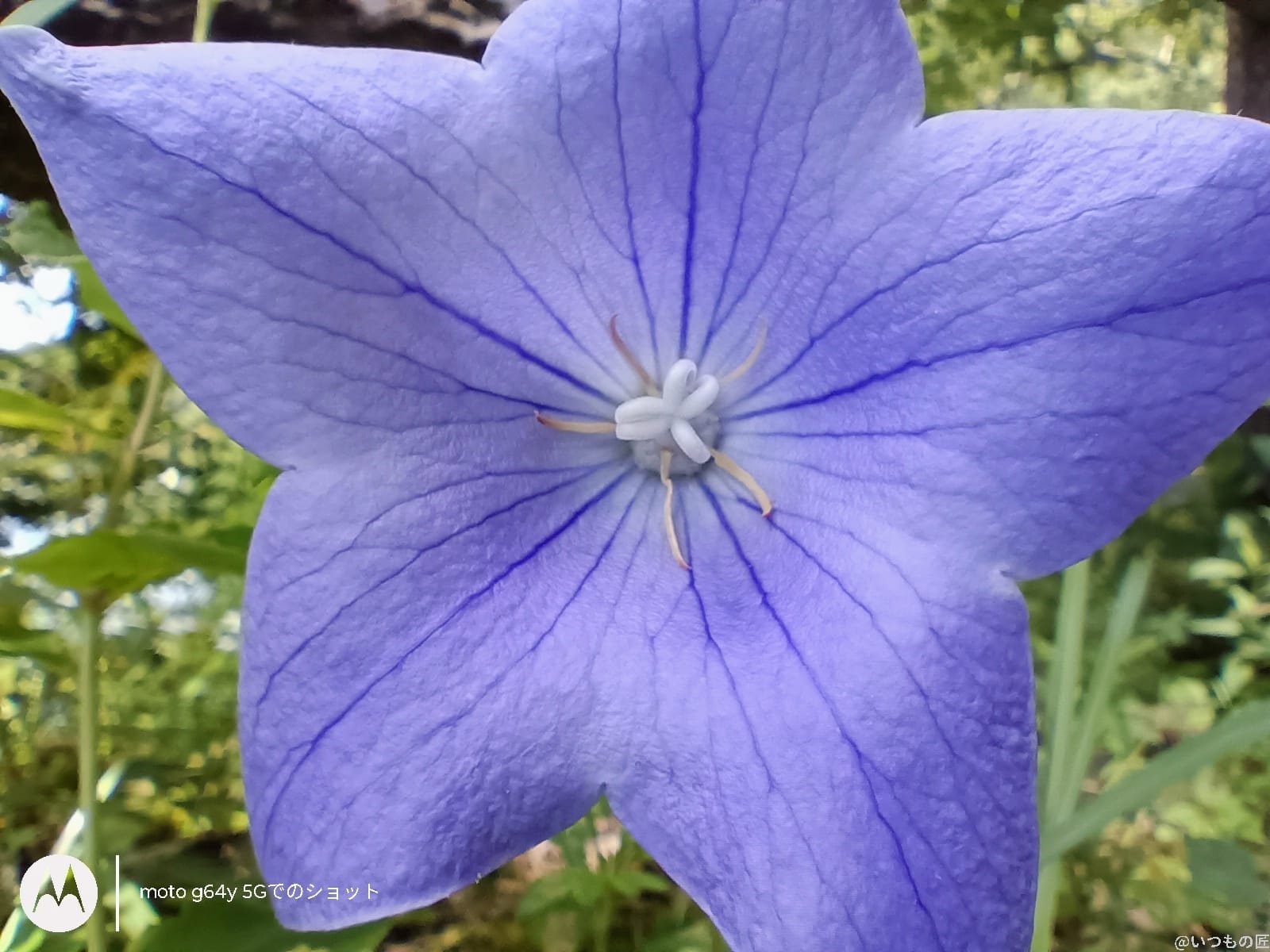 moto g64 5g カメラでマクロ撮影した写真 | ガジェットレビューの匠 moto g64 5G カメラ moto g64 5G カメラでマクロ撮影した写真