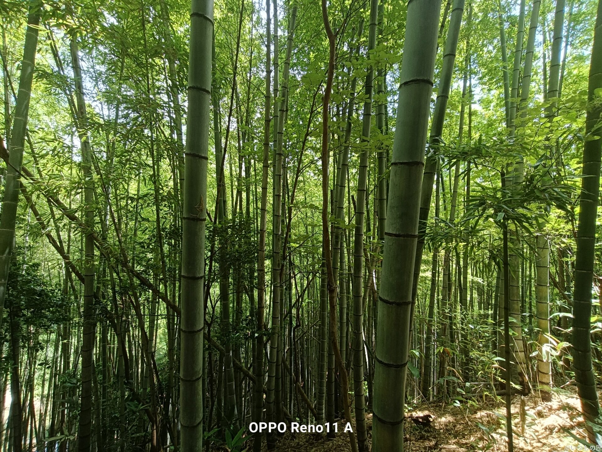 oppo reno11 a で撮影した風景写真 | ガジェットレビューの匠 OPPO A3 5G レビュー OPPO Reno11 A で撮影した風景写真