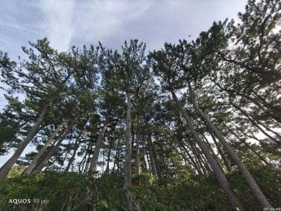 aquos r9 proで撮影した風景写真 | ガジェットレビューの匠 AQUOS R9 pro カメラ AQUOS R9 proで撮影した風景写真