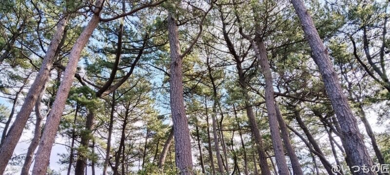 nubia s 5g で撮影した風景写真 | ガジェットレビューの匠 nubia S 5G カメラ nubia S 5G で撮影した風景写真