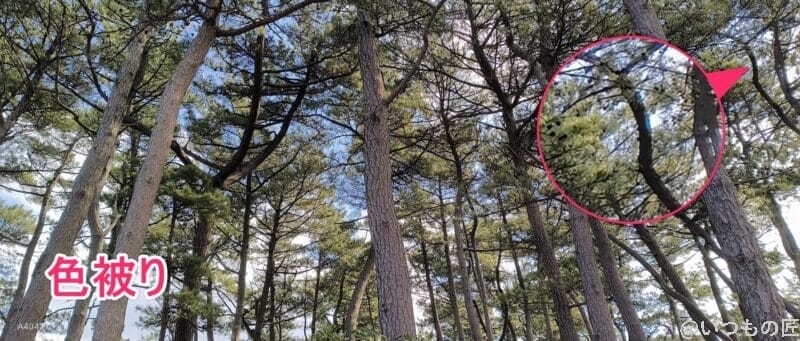 nubia flip 2で撮影した風景写真 | ガジェットレビューの匠 nubia Flip 2 レビュー nubia Flip 2で撮影した風景写真