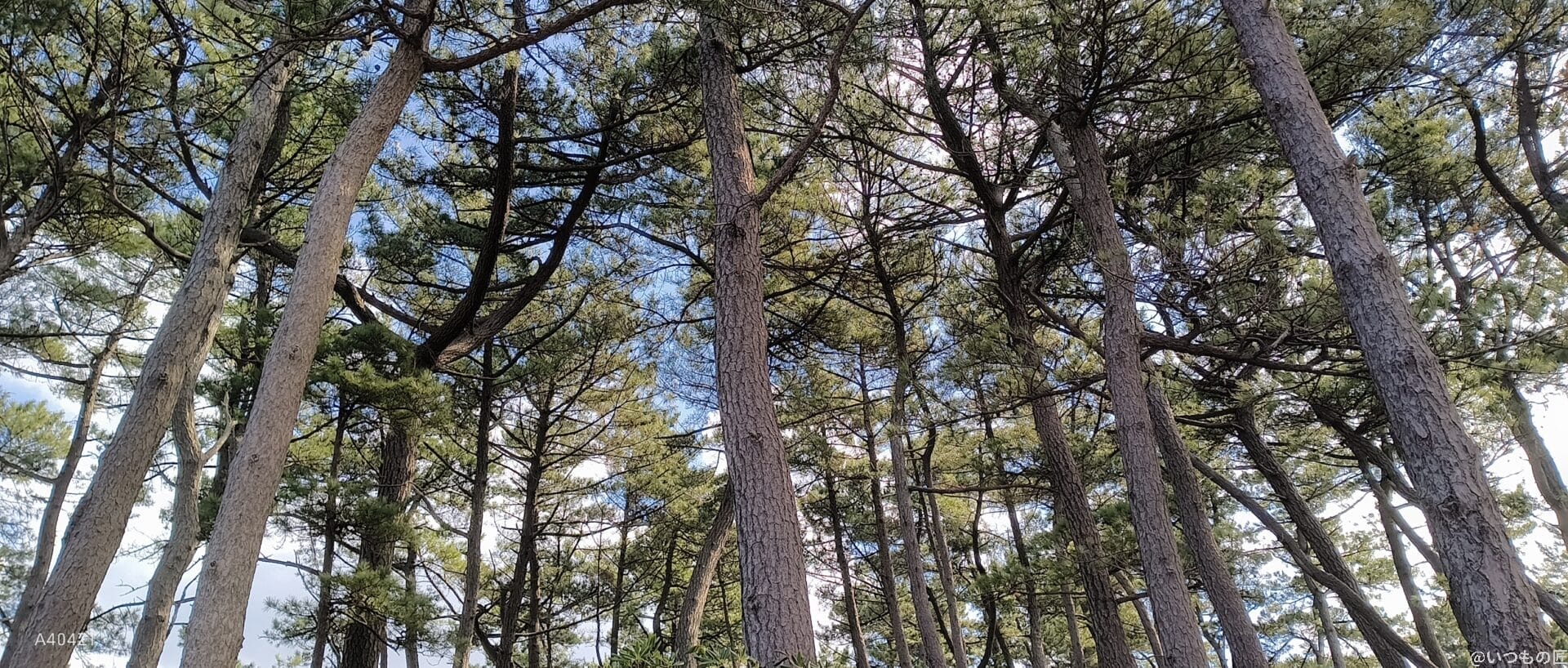 nubia flip 2 カメラで撮影した風景写真 | ガジェットレビューの匠 nubia Flip 2 カメラ nubia Flip 2 カメラで撮影した風景写真