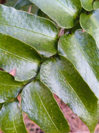 nubia flip 2 カメラでマクロ撮影した写真 | ガジェットレビューの匠 nubia Flip 2 カメラ nubia Flip 2 カメラでマクロ撮影した写真