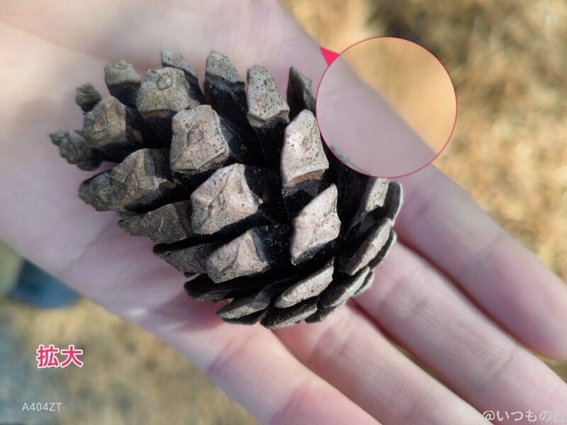 nubia Flip 2 カメラ
nubia Flip 2でマクロ撮影した写真