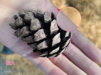 nubia flip 2でマクロ撮影した写真 | ガジェットレビューの匠 nubia Flip 2 カメラ nubia Flip 2でマクロ撮影した写真