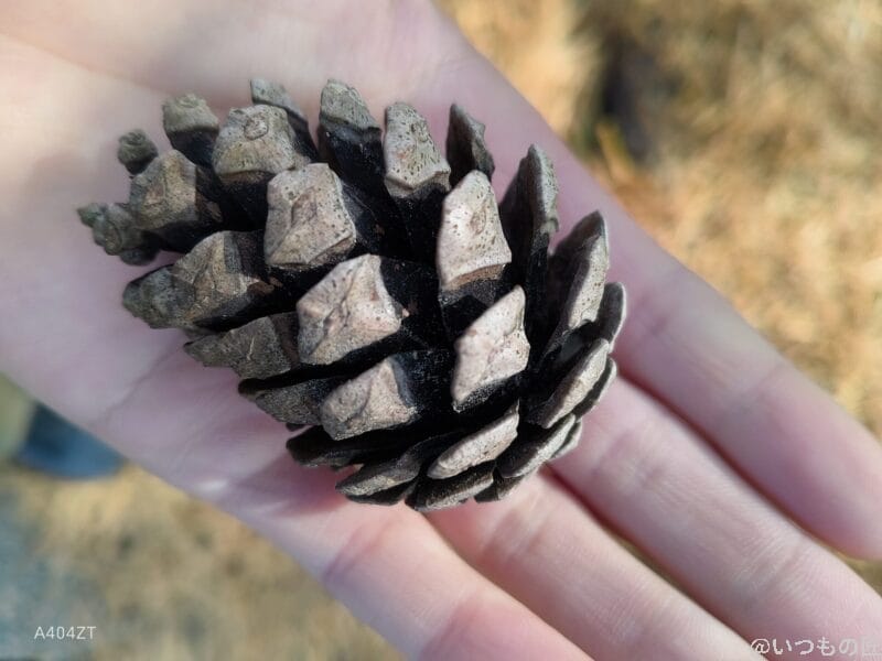 nubia Flip 2 カメラ
nubia Flip 2でマクロ撮影した写真