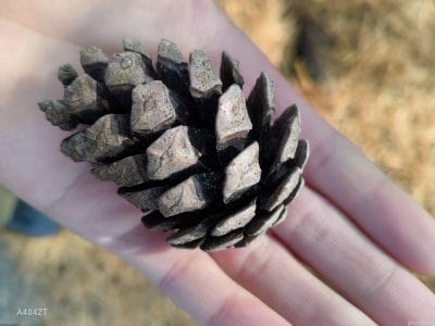 nubia flip 2でマクロ撮影した写真 | ガジェットレビューの匠 nubia Flip 2 カメラ nubia Flip 2でマクロ撮影した写真