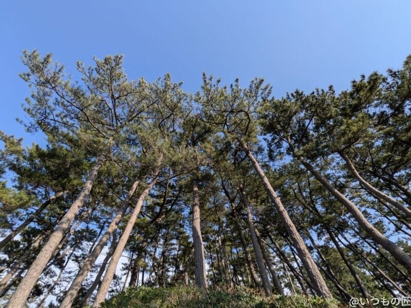 google pixel 9aで撮影した風景写真 | ガジェットレビューの匠 Google Pixel 9a カメラ Google Pixel 9aで撮影した風景写真