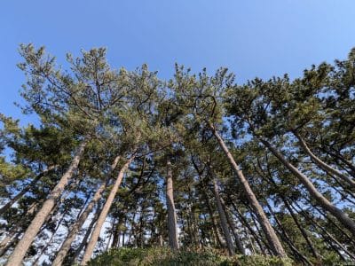 google pixel 9aで撮影した風景写真 | ガジェットレビューの匠 Google Pixel 9a カメラ Google Pixel 9aで撮影した風景写真