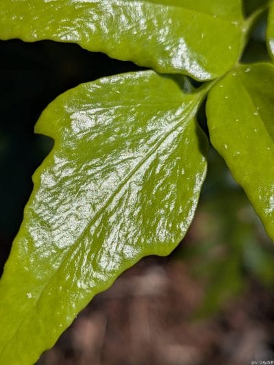 google pixel 9aでマクロ撮影した写真 | ガジェットレビューの匠 Google Pixel 9a カメラ Google Pixel 9aでマクロ撮影した写真