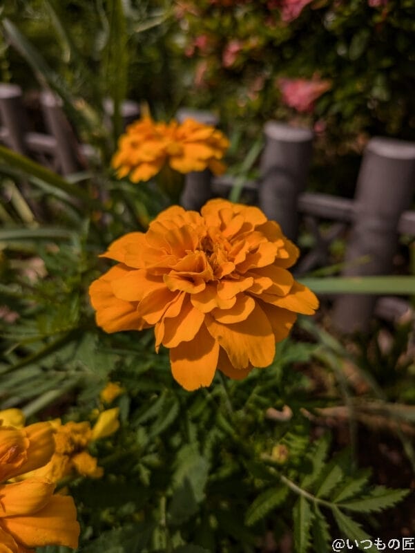google pixel 8aで撮影した風景写真 | ガジェットレビューの匠 Google Pixel 9a カメラ Google Pixel 8aで撮影した風景写真