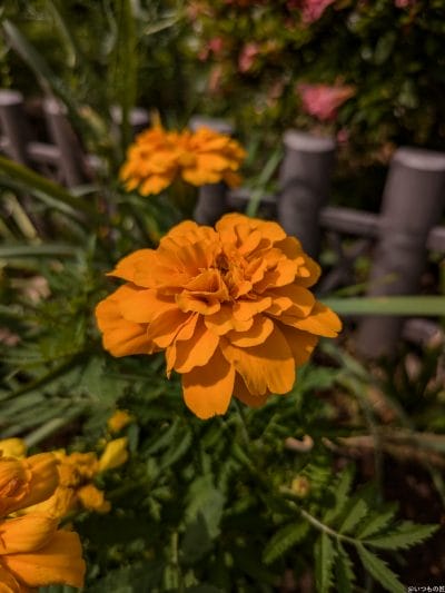 google pixel 8aで撮影した風景写真 | ガジェットレビューの匠 Google Pixel 9a カメラ Google Pixel 8aで撮影した風景写真