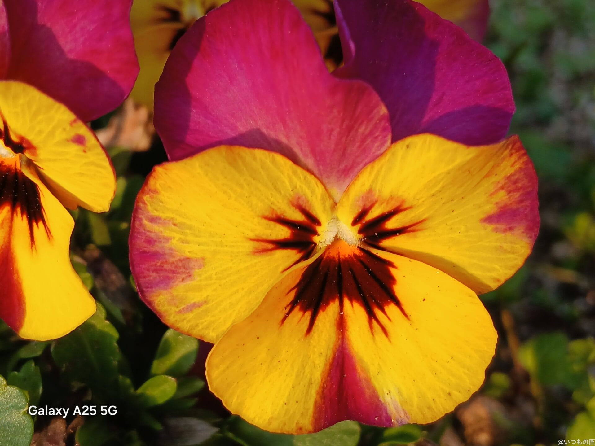 Galaxy A25 5G カメラ
花をマクロ撮影した写真